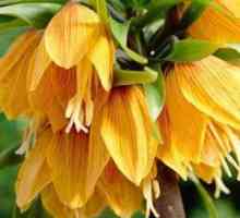Цветя на имперски лешник блато - царски представител на градински растения