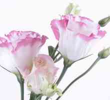 Цветя lisianthus: възпроизвеждане, засаждане, култивиране и грижи