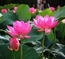 Lotus цветя - божествените символи на чистотата и живота