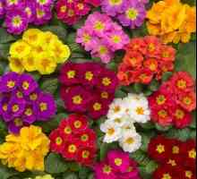 Primrose цветя: снимка, описание, засаждане и грижи домашни условия