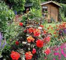 Цветя със силна миризма във вашата градина и апартамент