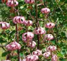 Рожкови цветя: отглеждане и размножаване