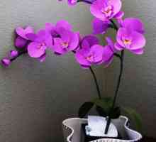 Цветя със собствени ръце: орхидея от гофрирана хартия