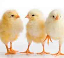 Пилетата през есента вярват: значението на поговорката и примери за употреба