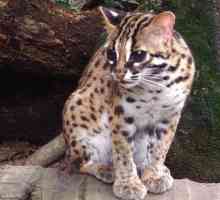Далеч Източна котка (леопард котка): описание, местообитание, храна