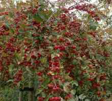Декоративни ябълкови дървета: описание на видовете и сортовете, особености на отглеждането
