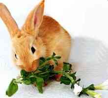 Декоративен заек: какво яде този очарователен домашен любимец