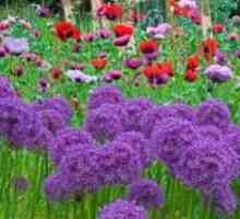 Декоративен лък Allium: засаждане и грижи в градината