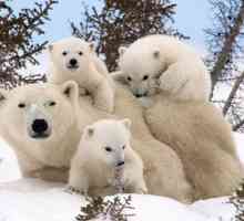 Ден на полярната мечка - какъв празник е и как може да се отпразнува?