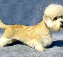 Dandy Dinmont Terrier: описание на породата, снимка