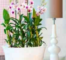 Дендробиум - орхидеи, които развеселяват