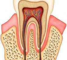 Дентин - костно вещество на зъба