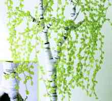 Дървета от мъниста: модели на тъкане. Сакура, дърво за пари, бреза, бонсай от мъниста