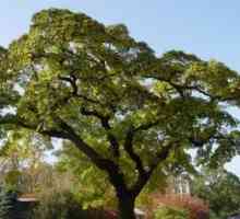 Дърво от кадифе Амур. Плодове за здраве