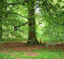 Дървото бук - гарант за ред, ситост и сила в околната среда