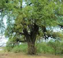 Черно дърво (абанос): свойства, приложение