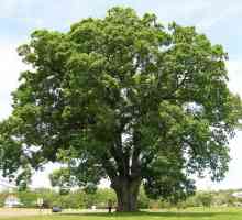 "Дървото е вкоренено и човекът е приятен": смисъла на фразеологията и интерпретацията