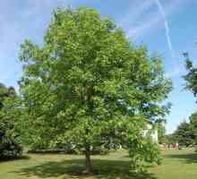 Tree ashen pennsylvania: описание, култивиране, снимка