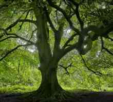 Елмово дърво: описание, видове, където расте