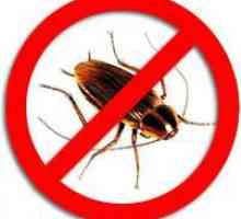Дезинфекция от хлебарки. Как да се отървете от хлебарки завинаги