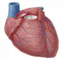 Диагностика на коронарна болест на сърцето, класификация, симптоми и лечение