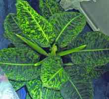 Dieffenbachia: Възможно ли е да запазите това чудо растение у дома?