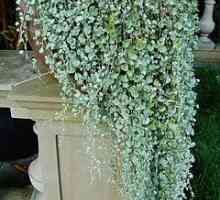 Dichondra "Сребърният водопад" е невероятно растение