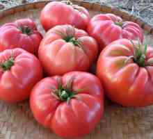 "Дива роза" (домати): описание на сорта, характеристика. Отглеждане на разсад от домати…
