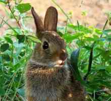Див заек в природата: описание, снимка