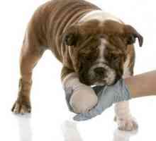 Дисплазия при кучета: степен, причини, лечение