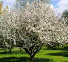Чудесно време, когато цъфтят ябълковите дървета