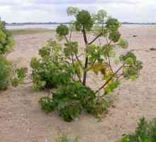 Angelica officinalis: лекарствени свойства и описание