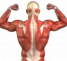 Най-дългият мускул на гърба и неговата функция. Как да изпомпате дългите мускули на гърба