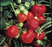 Каква е целта на есенната обработка на ягоди?