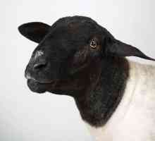 Дорпер е порода овце. Описание, характеристики и характеристики на съдържанието