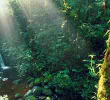 Атракции, Коста Рика: описание, история и отзиви