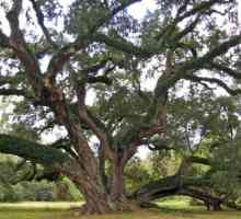 Дъб (дърво): описание. Колко дъб расте