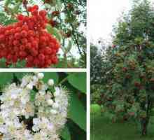 Rowanberry: описание, грижа, полезни свойства