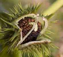 Datura обикновена: снимка, описание, свойства на растението