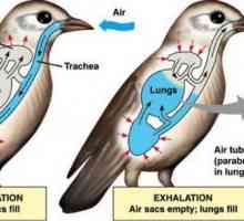 Дихателна система за птиците: функции, структура