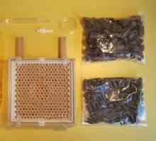 Пчелна пита на Jitter за продукцията на пчелите: описание, инструкция