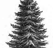 Смит (Picea abies) - нашето дърво