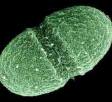 Enterococcus faecalis - какво е това? Симптоми и лечение