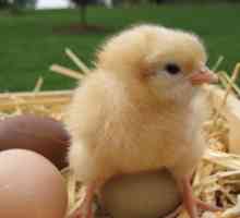 Ако дневните пилета се появиха във фермата, как да се хранят пилетата?