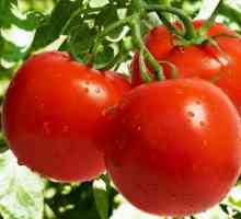 Evpator - домат за култивиране на оранжерии