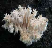 Blackberry Coral: описание, местоположение, свойства