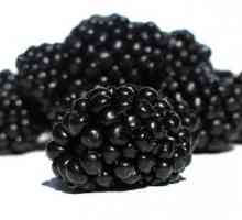Черни боровинки: възпроизводство, култивиране. Blackberry Болести