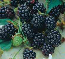 Blackberry Triple Crown: описание на сорта, снимка, особености на отглеждането