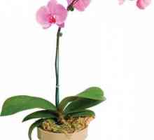 Phalaenopsis - трансплантация и грижи след нея