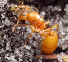 Фараонови мравки: как да се отървете
